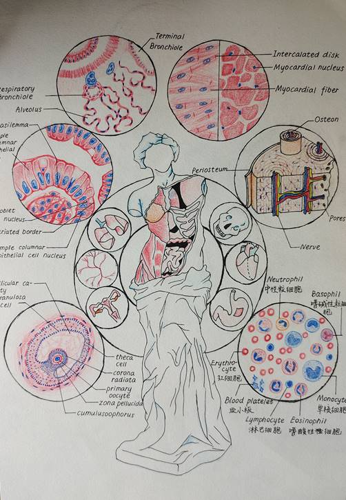 1.手绘 作品分类1 《镜下的永恒之美》91吃瓜
 田康祺
